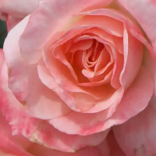 Comanda trandafiri online - Alb - Roz - trandafir pentru straturi Floribunda - fără parfum - Rosa Produs nou - W. Kordes & Sons - ,-